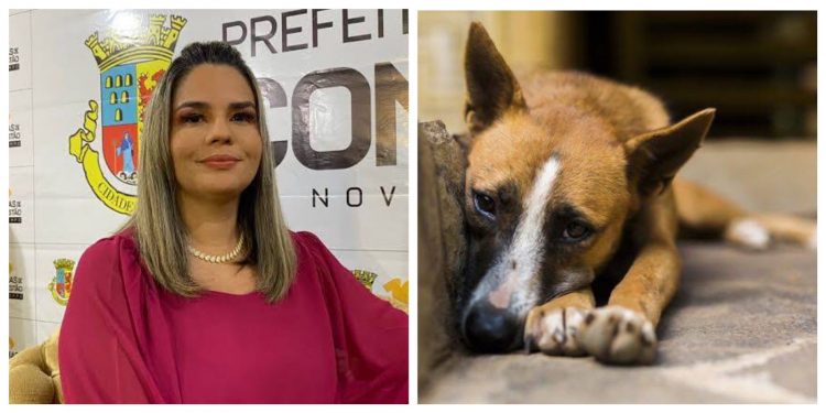 MPPB recebe denúncia sobre matança de animais em situação de rua pela prefeitura de Conde