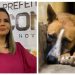 MPPB recebe denúncia sobre matança de animais em situação de rua pela prefeitura de Conde
