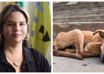 Moradores de Conde relatam visita de veterinários da prefeitura para matar cães doentes; veja documento