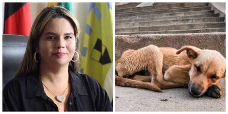 Moradores de Conde relatam visita de veterinários da prefeitura para matar cães doentes; veja documento