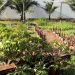 Moradores de Intermares promovem ato contra doação ilegal de área verde em Cabedelo, neste sábado