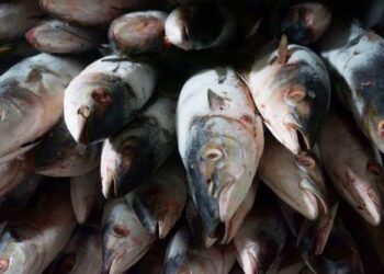 Moradores vão parar no hospital após comerem peixe doado por prefeitura na Paraíba