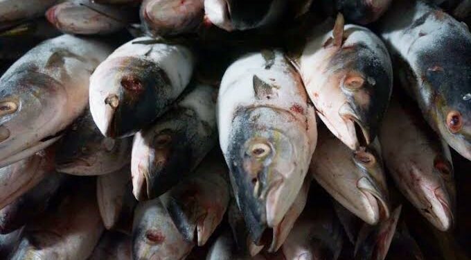 Moradores vão parar no hospital após comerem peixe doado por prefeitura na Paraíba